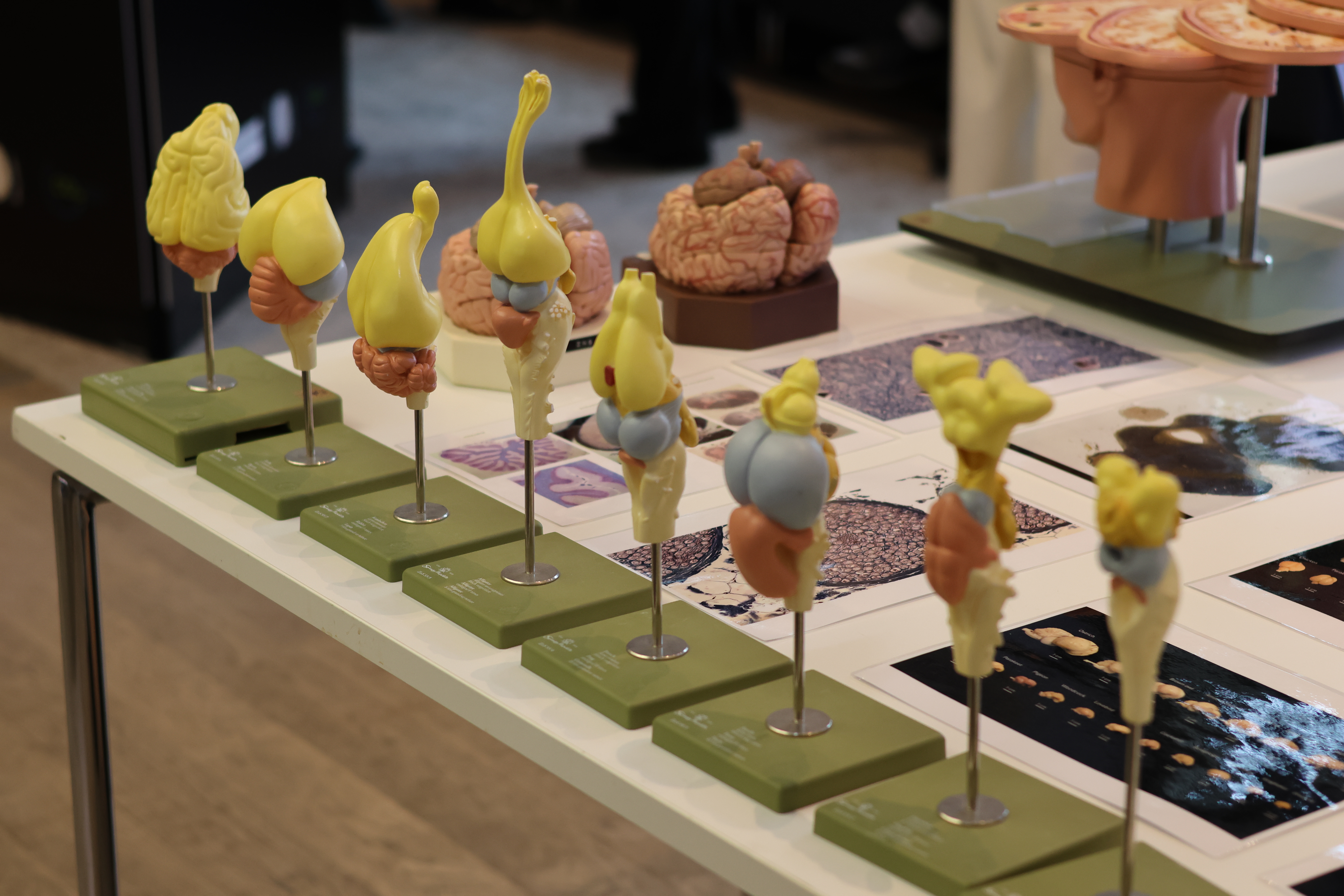 Modelle Vogelgehirne