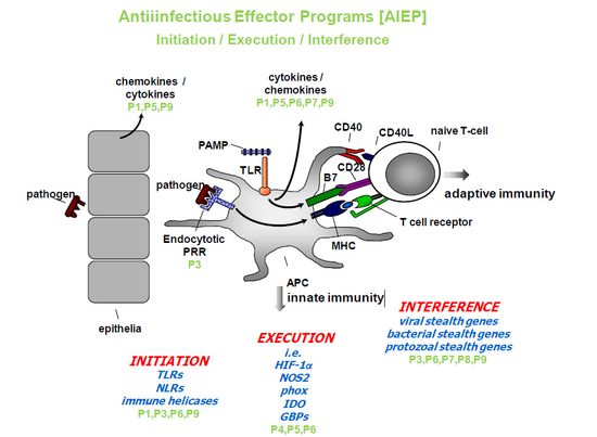 Antiinfectious Effector Programs [AIEP]