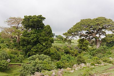 Odaa-Baum nahe Asella 2021