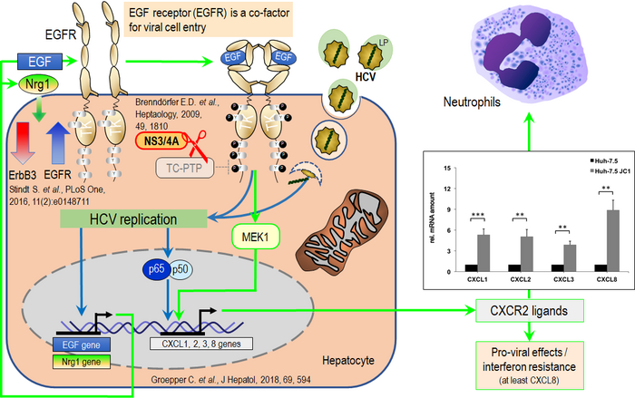 Figure 3: hepatitis C virus (HCV) reprograms the host cell response to EGF and consequently affects intercellular communication. 