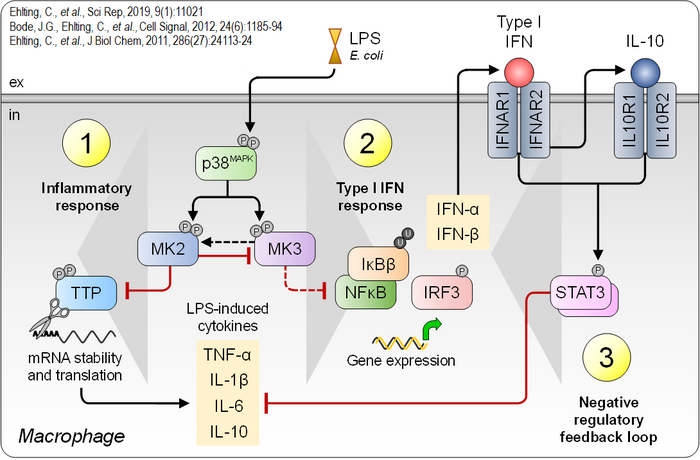 Figure 4: three functional branches of the p38MAPK-MK2/3 pathway controlling transient expression of inflammatory mediators in macrophages. 