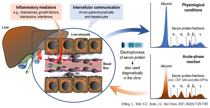 Figure 1: schematic summary of the regulation of hepatic acute-phase protein (APP) synthesis by inflammatory mediators and the involvement of intercellular communication. 
