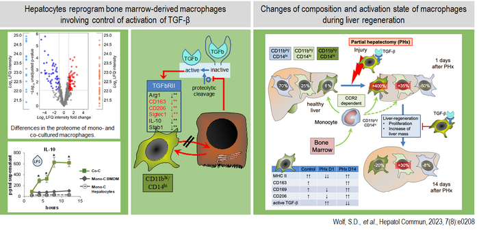 Figure 2: hepatocytes reprogram liver macrophages involving control of TGF-β activation, influencing liver regeneration and injury.